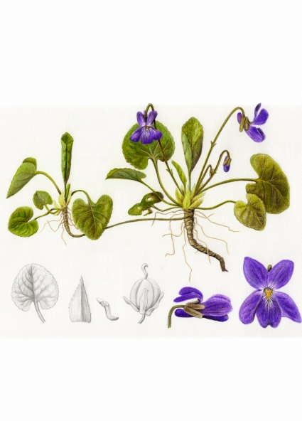 Dessin botanique d'une violette